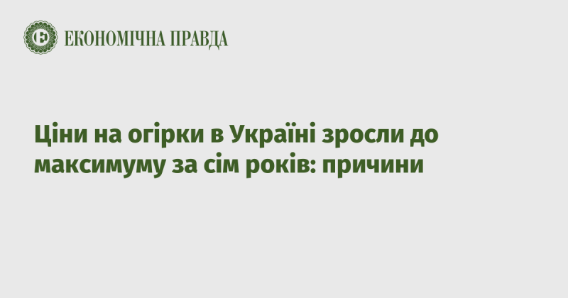 Ціни на огірки в Україні досягли найвищого рівня за останні сім років: що стало причиною цього зростання?