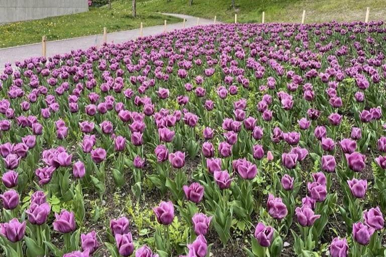 У Львові знову планують висаджувати тюльпани, привезені з Нідерландів.