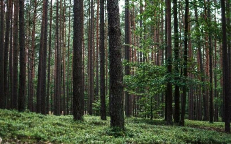 У Чугуївському районі ліс, оцінений у 10 мільйонів гривень, було повернено у державну власність.