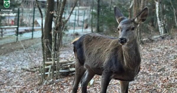 У Закарпатті запустили новий реабілітаційний центр, призначений для оленів та косуль.